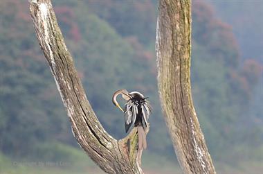 Periyar Lake N.P., ThekkadyDSC_7576_H600